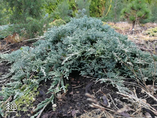 Juniperus horizontalis   ICEE BLUE = 'Monber'
